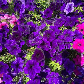Petunia - Headliner&trade; Blue Improved