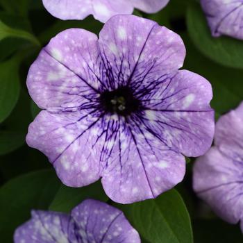 Petunia - Headliner&trade; Crystal Sky
