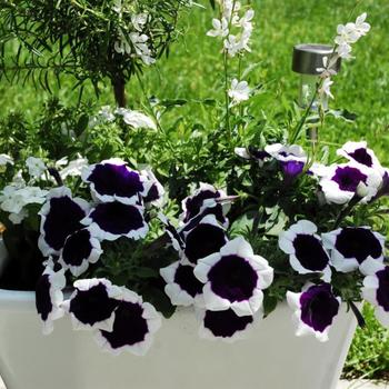 Petunia - Headliner&trade; Dark Violet Picotee