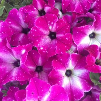 Petunia - Headliner&trade; Enchanted Sky