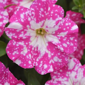 Petunia - Headliner&trade; Light Pink Sky