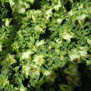 Petunia - 'Ray&trade; Pistachio Cream'