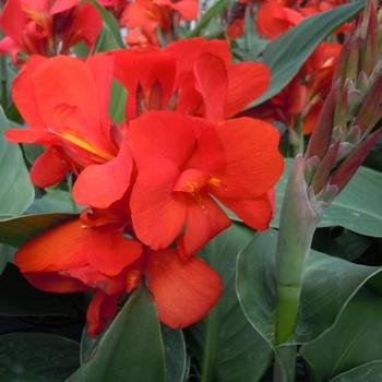 Canna x generalis (Canna Lily) - Cannova&reg; 'Scarlet'