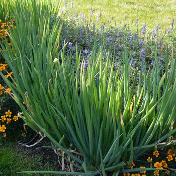 Allium fistulosum - Evergreen Bunching Onion