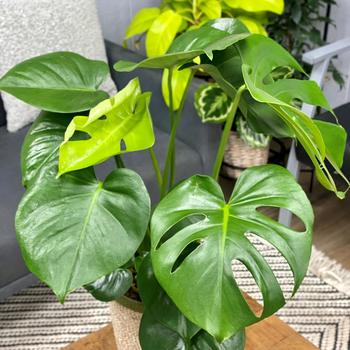 Monstera adansonii - Monster Mash&trade; Swiss cheese vine