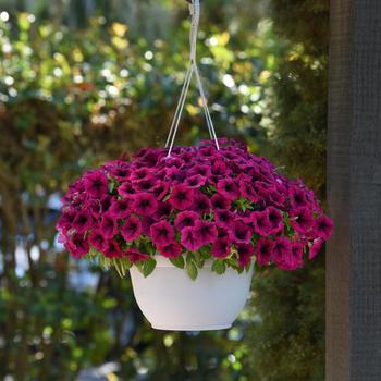 Petunia - SureShot&trade; Magenta