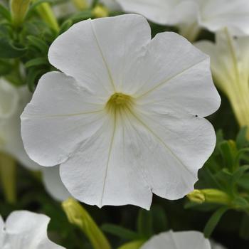 Petunia - SureShot&trade; White