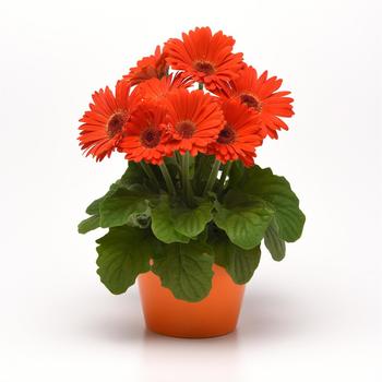 Gerbera (Gerbera Daisy) - ColorBloom&trade; Deep Orange with Dark Eye