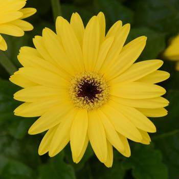 Gerbera (Gerbera Daisy) - ColorBloom&trade; Yellow with Dark Eye