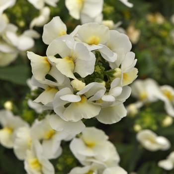 Nemesia fruticans - Whimsy&trade; White