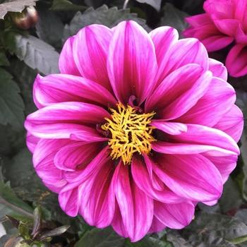 Dahlia - 'Temptation Purple'