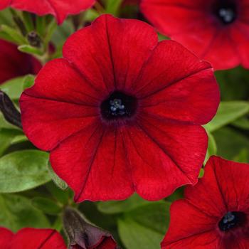 Petunia - ColorRush&trade; Red Improved