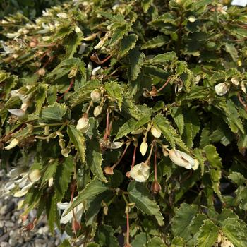 Begonia boliviensis - 'Groovy White'