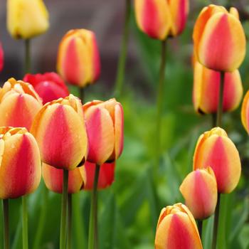 Tulipa - Tulip