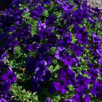 Petunia - Surfinia&reg; Trailing Giant Blue