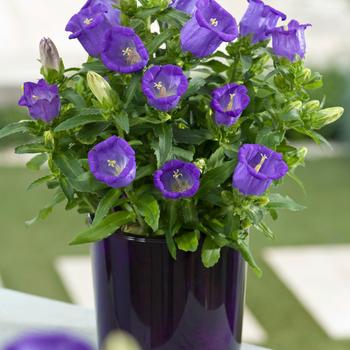 Campanula medium - Campanella&trade; Blue Canterbury Bells