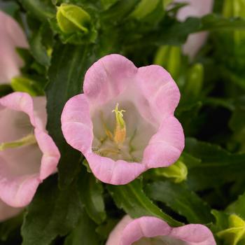 Campanula medium - Campanella&trade; Pink Canterbury Bells