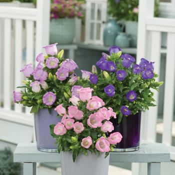 Campanula medium - Campanella&trade; Mix Canterbury Bells