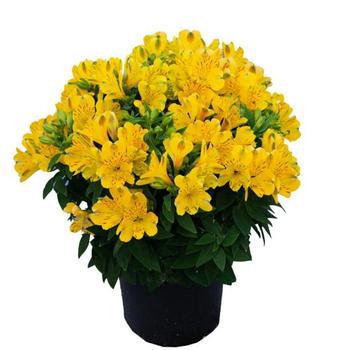 Alstroemeria - Inca Aurelia&reg; Peruvian Lily