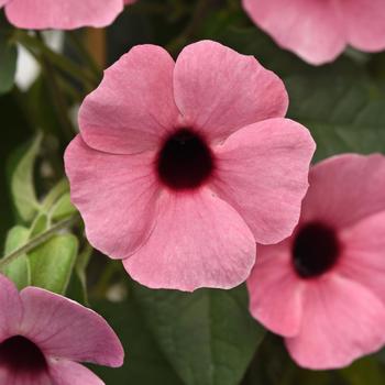 Thunbergia alata - black-eyed Susan vine