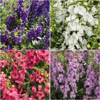 Angelonia (Summer Snapdragon) - Angelface® Mixture Summer Snapdragon