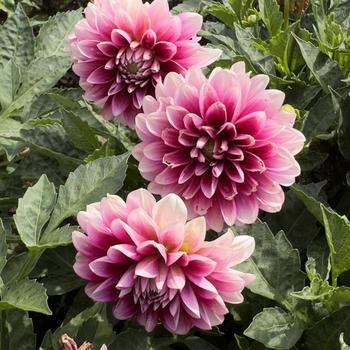Dahlia - Dalaya&reg; 'Purple Lace'