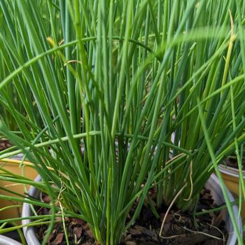 Allium schoenoprasum - 'Staro' Chives