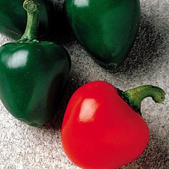 Capsicum annuum - 'Cherry Bomb' Hot Pepper