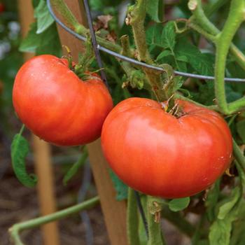Lycopersicon - 'Mortgage Lifter' Tomato