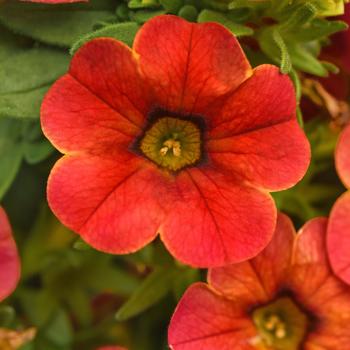 Calibrachoa - Cha-Cha&trade; 'Diva Orange'