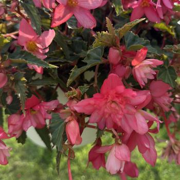Begonia boliviensis - 'Groovy Rose'