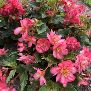 Begonia x tuberhybrida (Tuberous Begonia) - Nonstop&reg; 'Joy Rose Picotee'