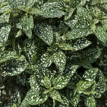 Hypoestes phyllostacha - 'Lotty Dotty White' Polka Dot Plant