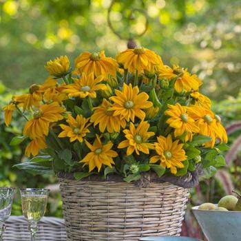 Rudbeckia hirta - Sunbeckia&reg; 'Ophelia' Black Eyed Susan
