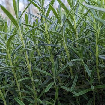 Rosmarinus officinalis - 'Gorizia' Rosemary