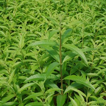Aloysia triphylla - Lemon Verbena