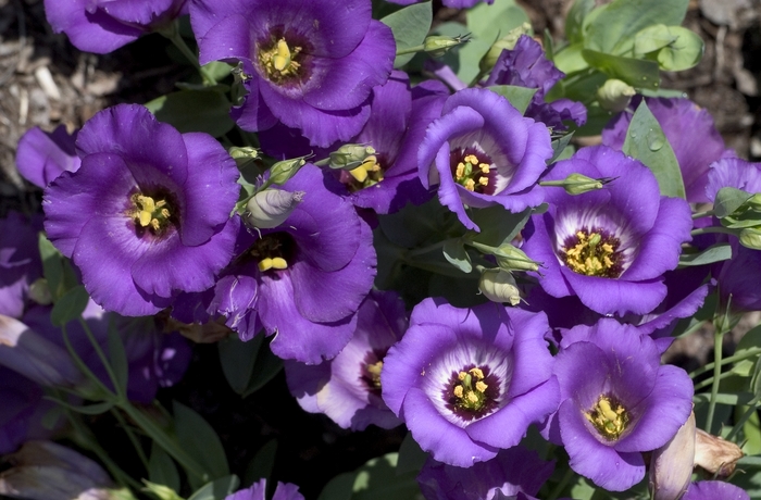 'Forever Blue' Lisianthus - Eustoma grandiflorum from Holmquest Farms