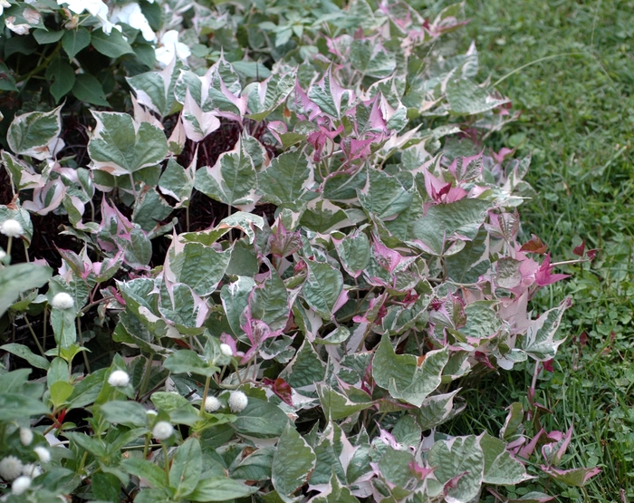 Proven Accents&reg; 'Tricolor' - Ipomoea batatas (Sweet Potato Vine) from Holmquest Farms