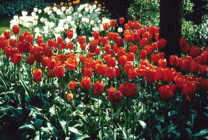 'Alabaster' Tulip - Tulipa from Holmquest Farms