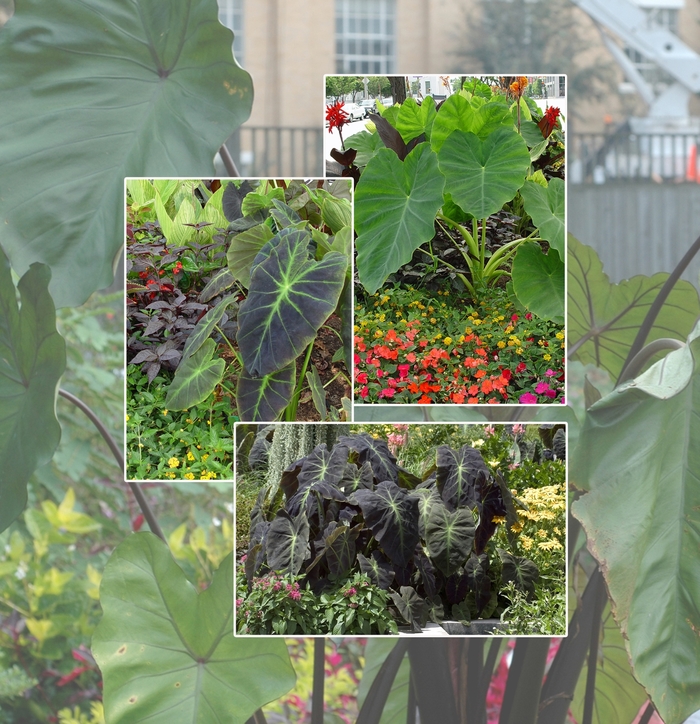 Assorted Elephant's Ear - Colocasia from Holmquest Farms