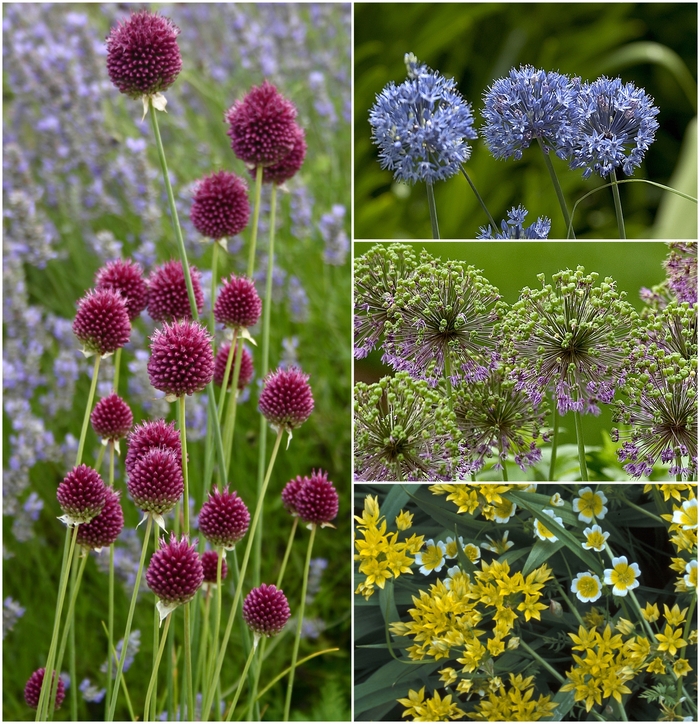 'Multiple Varieties' Ornamental Onion - Allium from Holmquest Farms