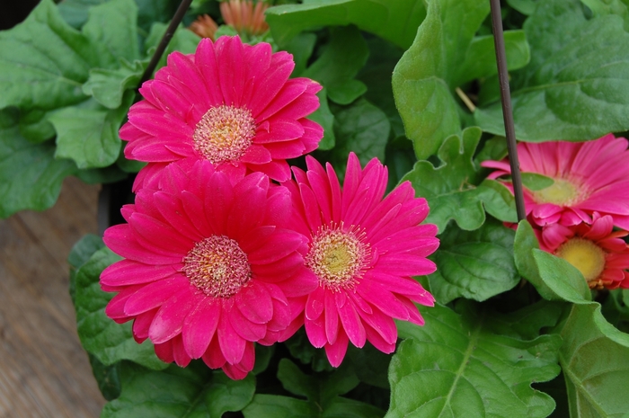 Assorted Flower Bouquets - Gerbera from Holmquest Farms