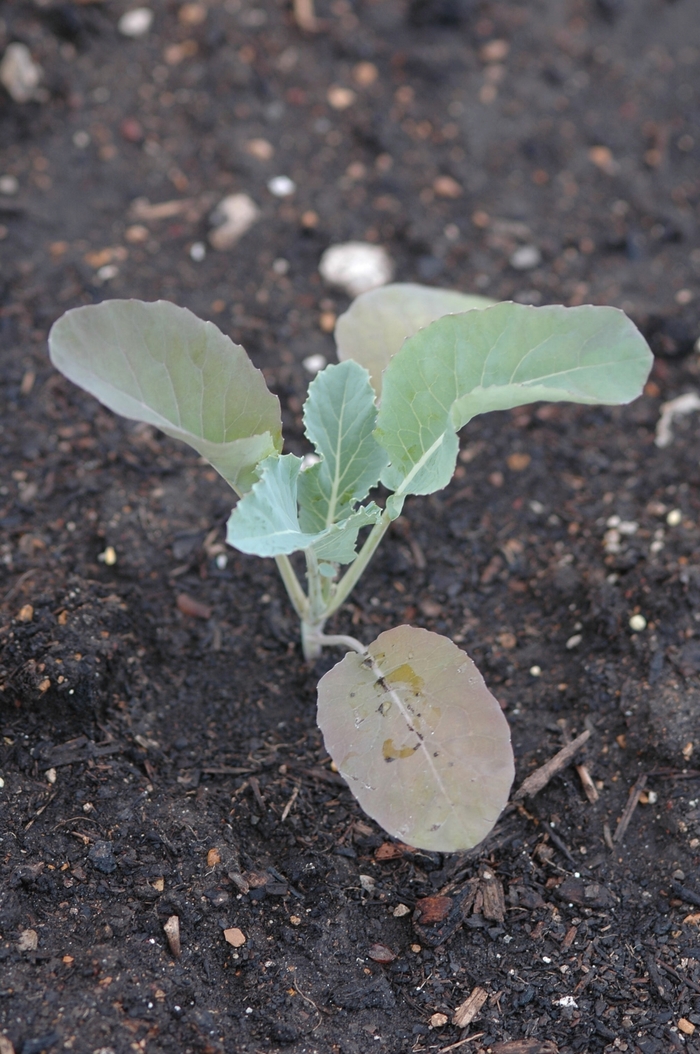 'Amazing' Amazing Cauliflower - Brassica oleracea from Holmquest Farms