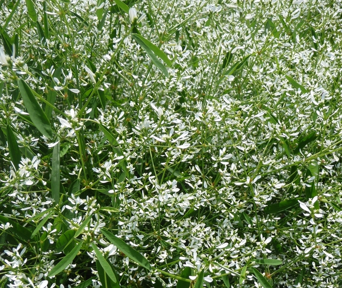 Diamond Frost&reg; - Euphorbia from Holmquest Farms