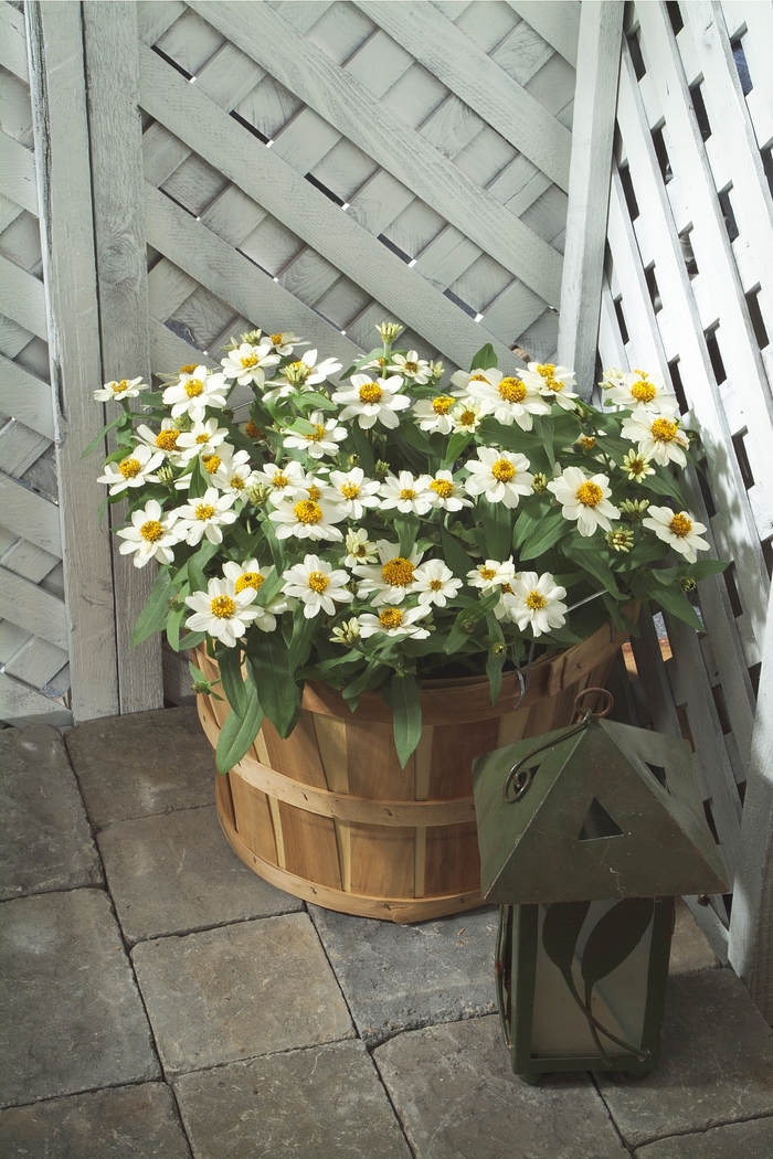Profusion White - Zinnia from Holmquest Farms
