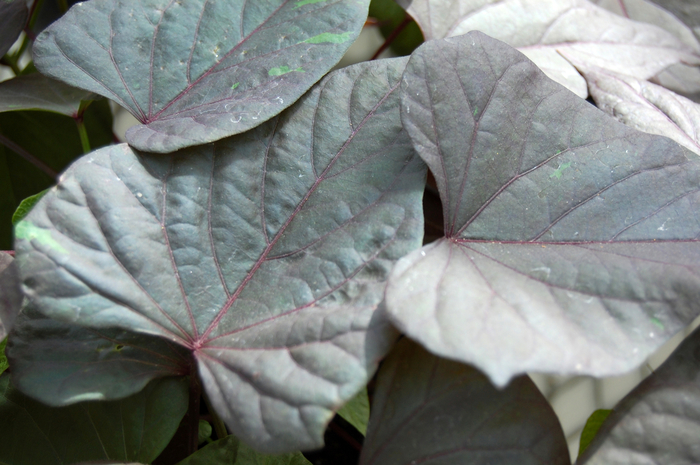 'Ace of Spades' Ornamental Sweet Potato - Ipomoea batatas from Holmquest Farms
