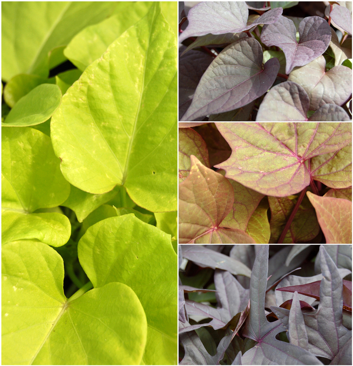 'Multiple Varieties' Assorted, Ornamental Sweet Potato - Ipomoea batatas from Holmquest Farms
