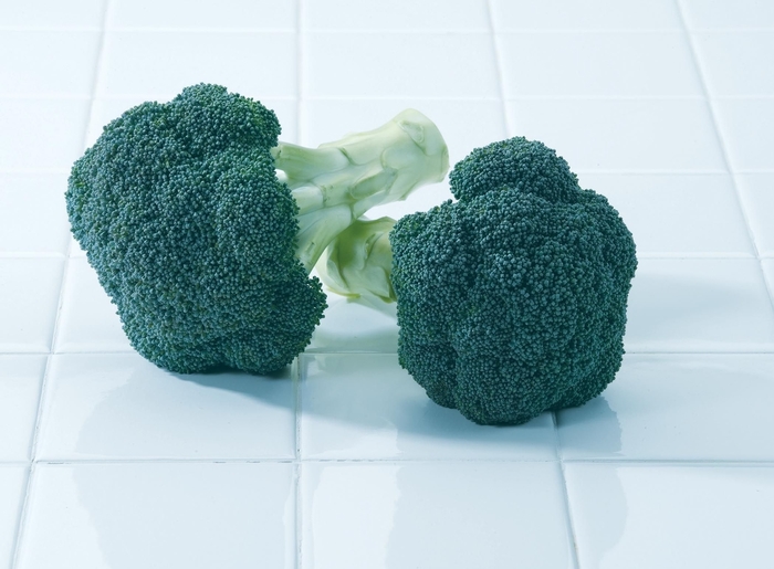 'Green Magic F1' Broccoli - Brassica from Holmquest Farms