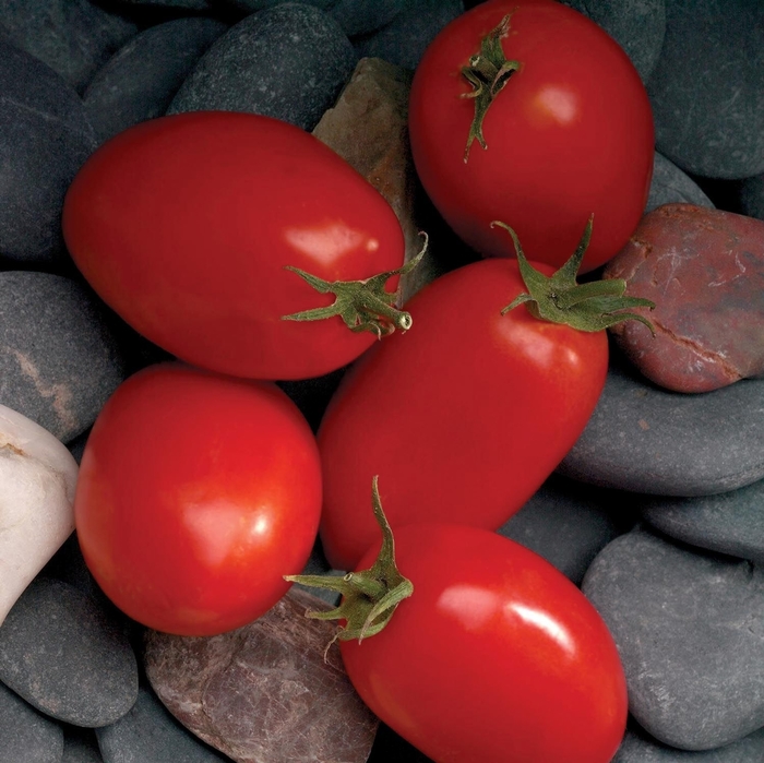'Mariana' Tomato - Lycopersicon esculentum from Holmquest Farms
