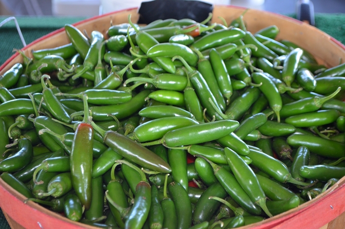 'Serrano' Chile Pepper - Capsicum annuum from Holmquest Farms